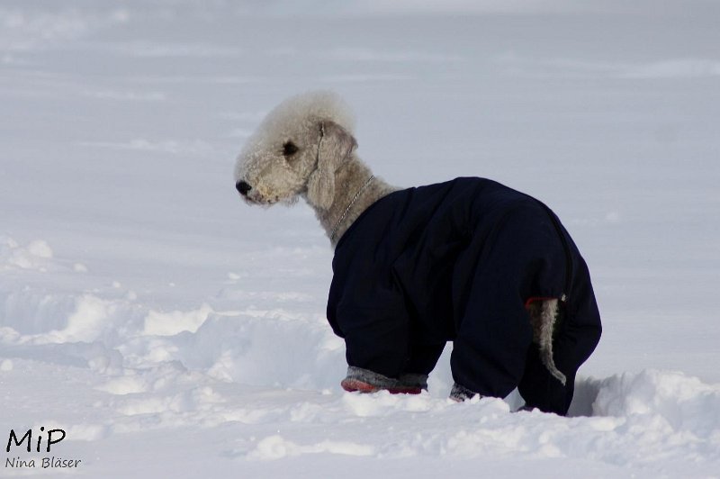 2010-12-25 Airis Blue Volshebny Svet (2).jpg